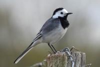 Motacilla alba
