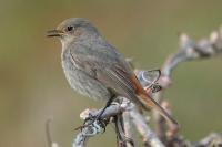 Phoenicurus ochruros
