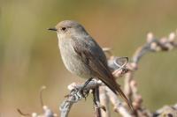 Phoenicurus ochruros