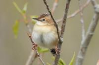 Cisticola juncidis