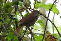 Luscinia megarhynchos