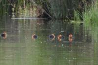 Fulica atra