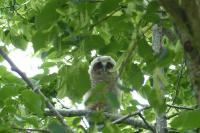 Asio otus