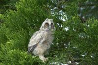 Asio otus