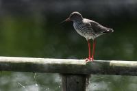 Tringa totanus