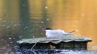 Actitis hypoleucos