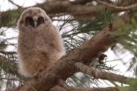 Asio otus