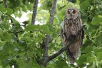 Asio otus
