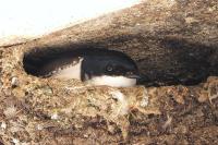 Delichon urbicum
