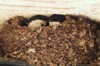 Delichon urbicum