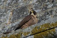 Falco peregrinus