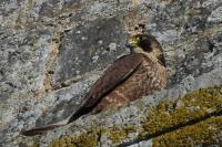 Falco peregrinus
