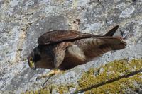 Falco peregrinus