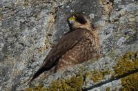 Falco peregrinus