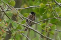 Emberiza schoeniclus