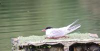 Sterna hirundo
