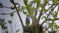 Ardea cinerea