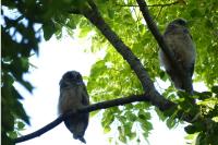 Asio otus