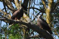 Milvus migrans
