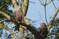 Milvus migrans