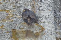Falco peregrinus