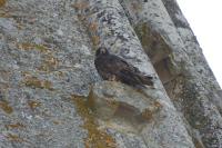 Falco peregrinus