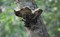 Dendrocopos medius