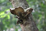 Dendrocopos medius