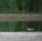 Charadrius dubius
