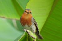 Erithacus rubecula