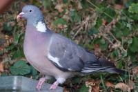 Columba palumbus
