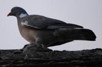 Columba palumbus
