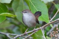 Cettia cetti