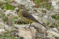 Motacilla flava