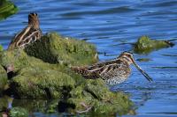 Gallinago gallinago