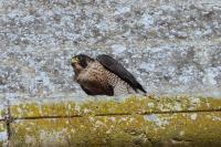Falco peregrinus