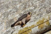 Falco peregrinus