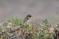 Phylloscopus collybita