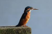 Alcedo atthis