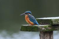 Alcedo atthis