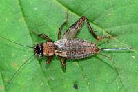 Nemobius sylvestris