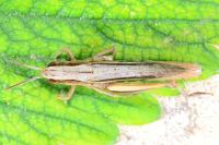 Euchorthippus elegantulus