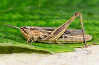 Euchorthippus elegantulus