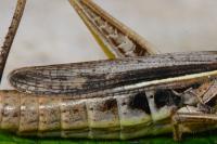 Euchorthippus elegantulus