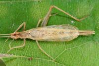 Oecanthus pellucens