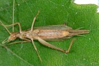 Oecanthus pellucens