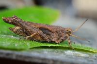 Tetrix subulata