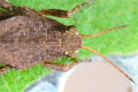 Tetrix subulata