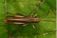 Euchorthippus elegantulus