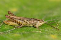 Euchorthippus elegantulus